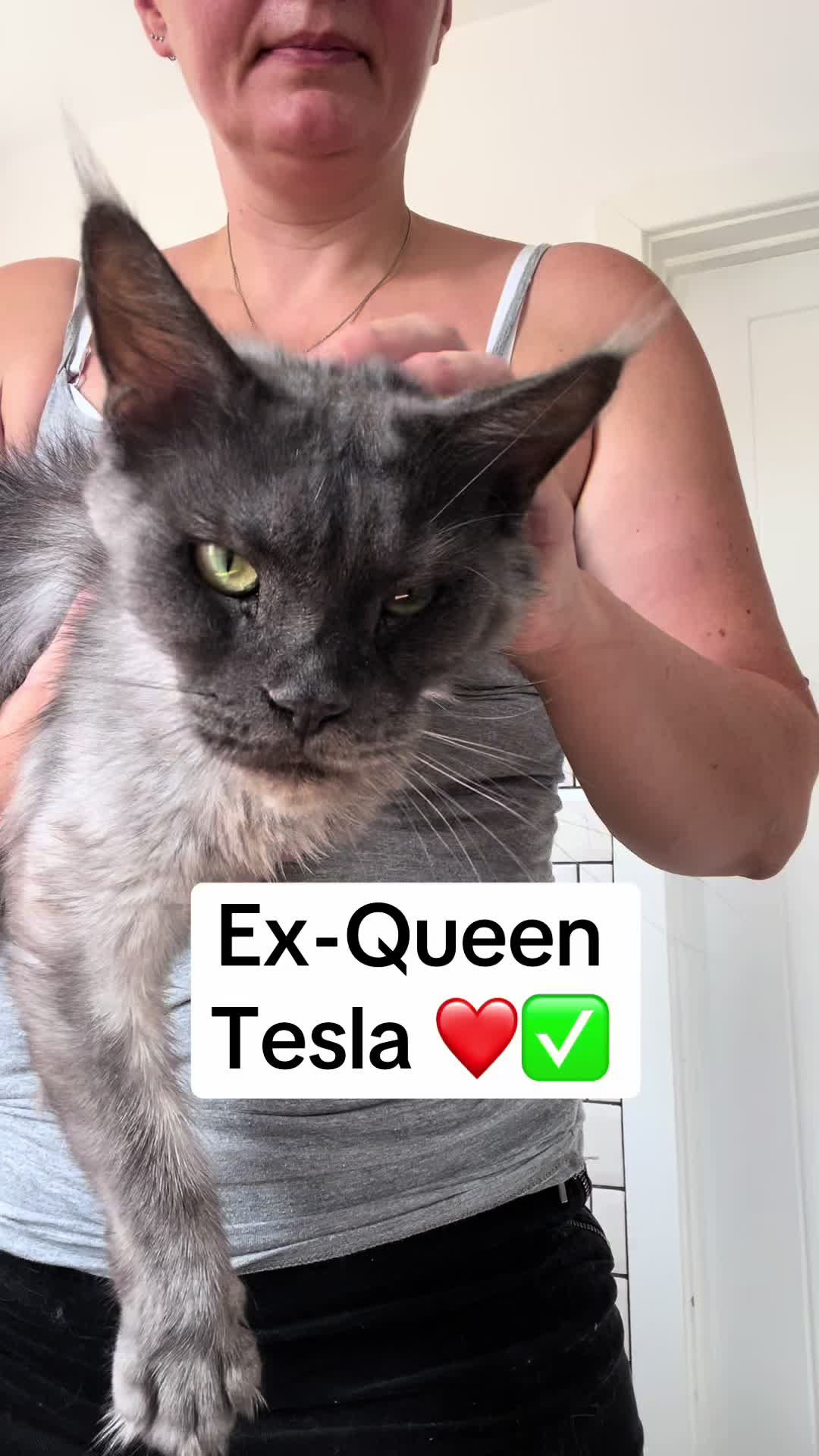 @Meercats MaineCoon