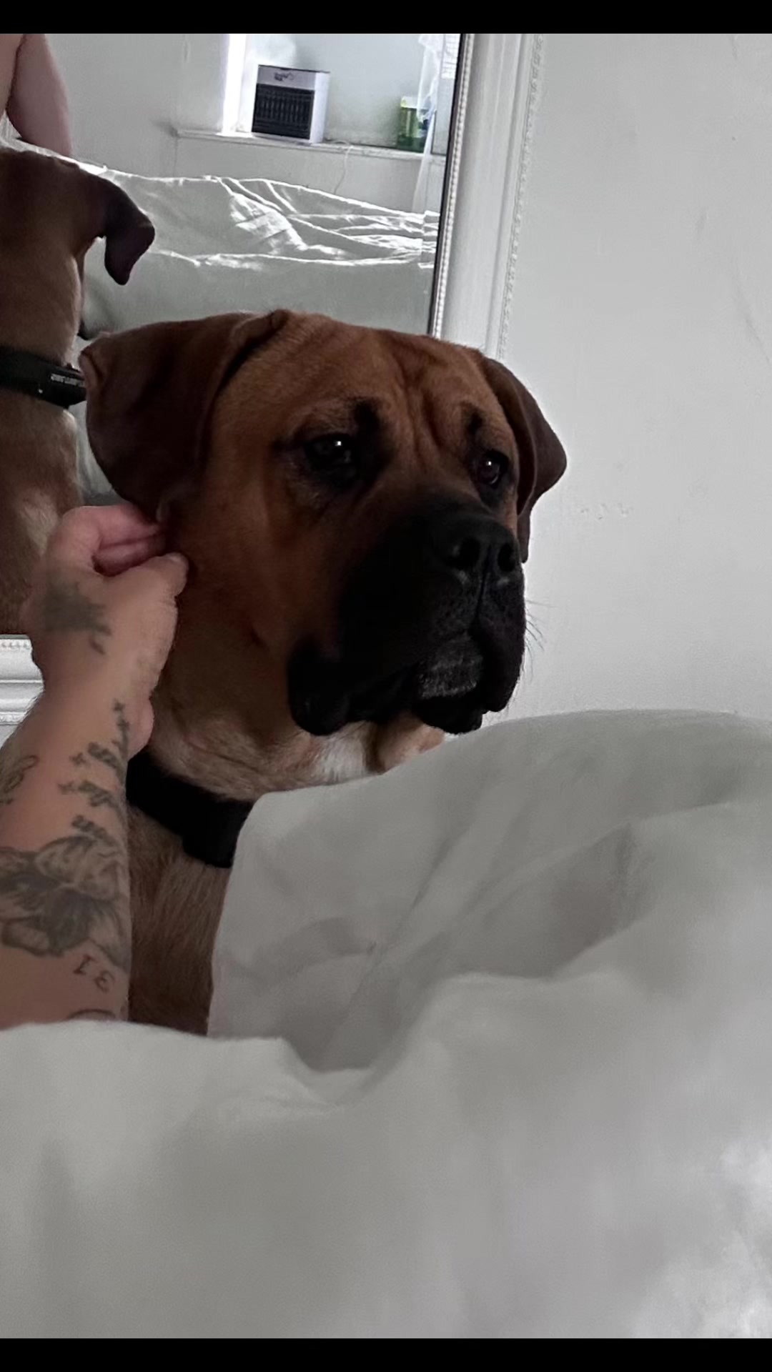 @💕Sara💕 SpartanMastiffs💕
