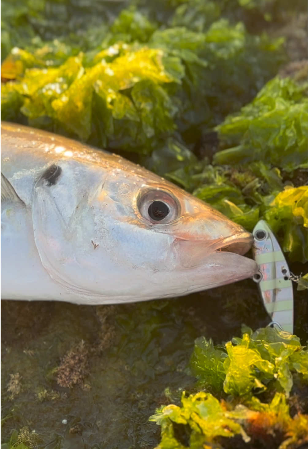 @GRXfishing