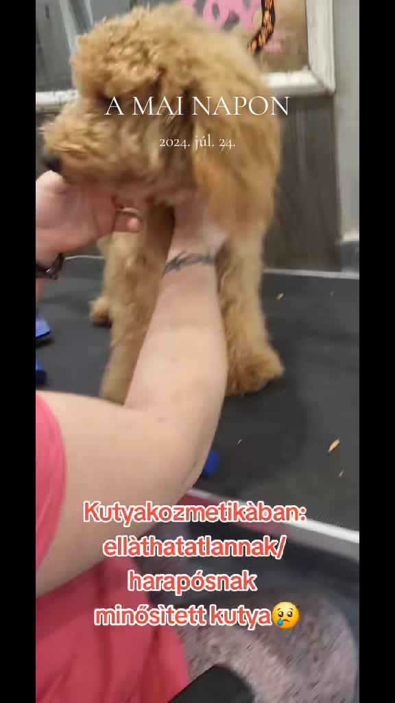 @Viki-Kutyakozmetika Másképp