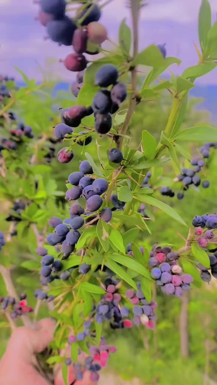 @عمر آفریدی