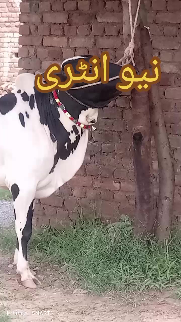 @Malik kamran