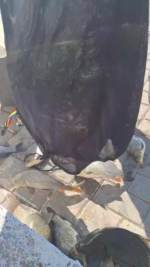 @silviuscintee