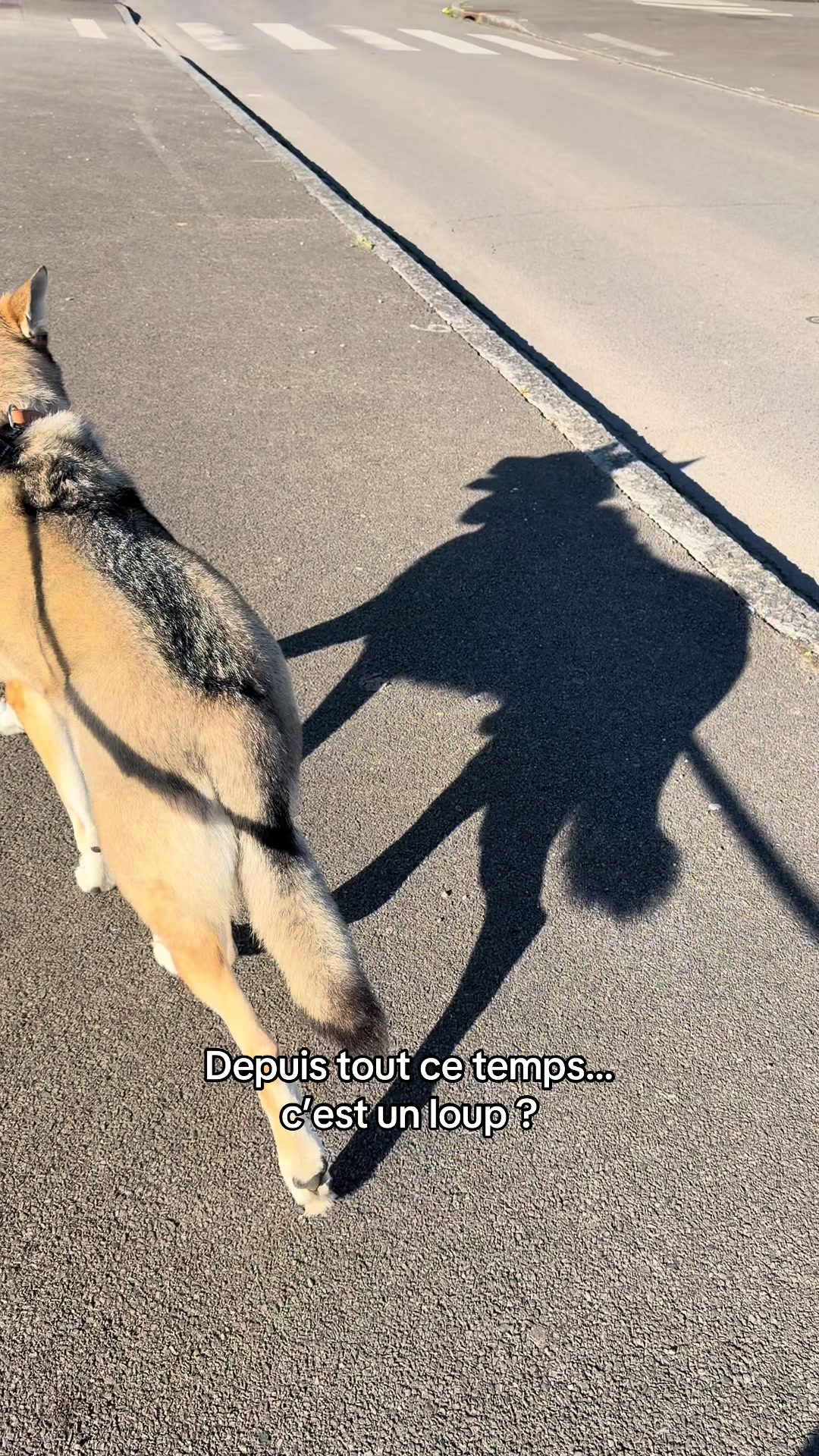 @La meute d’Otone 🐺