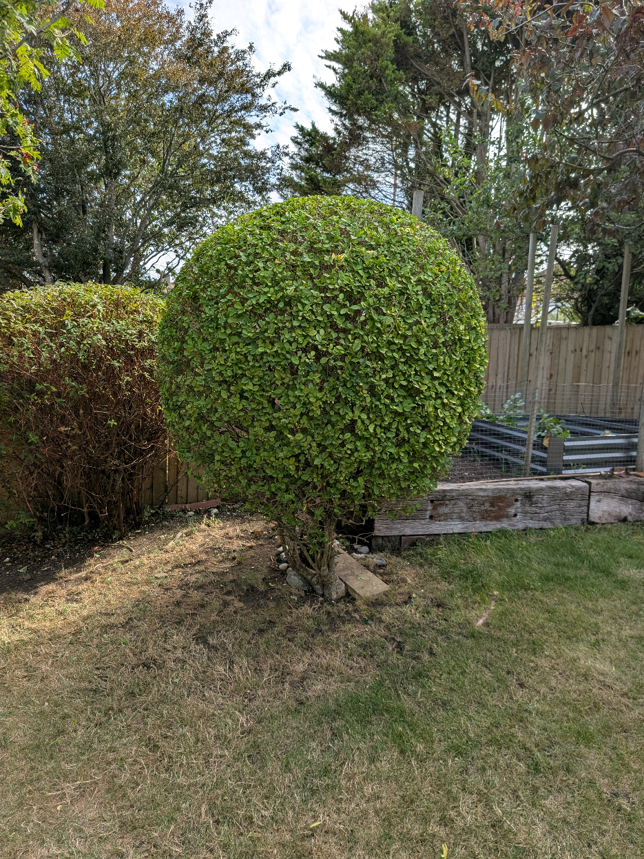 @Gary Hall Garden Services