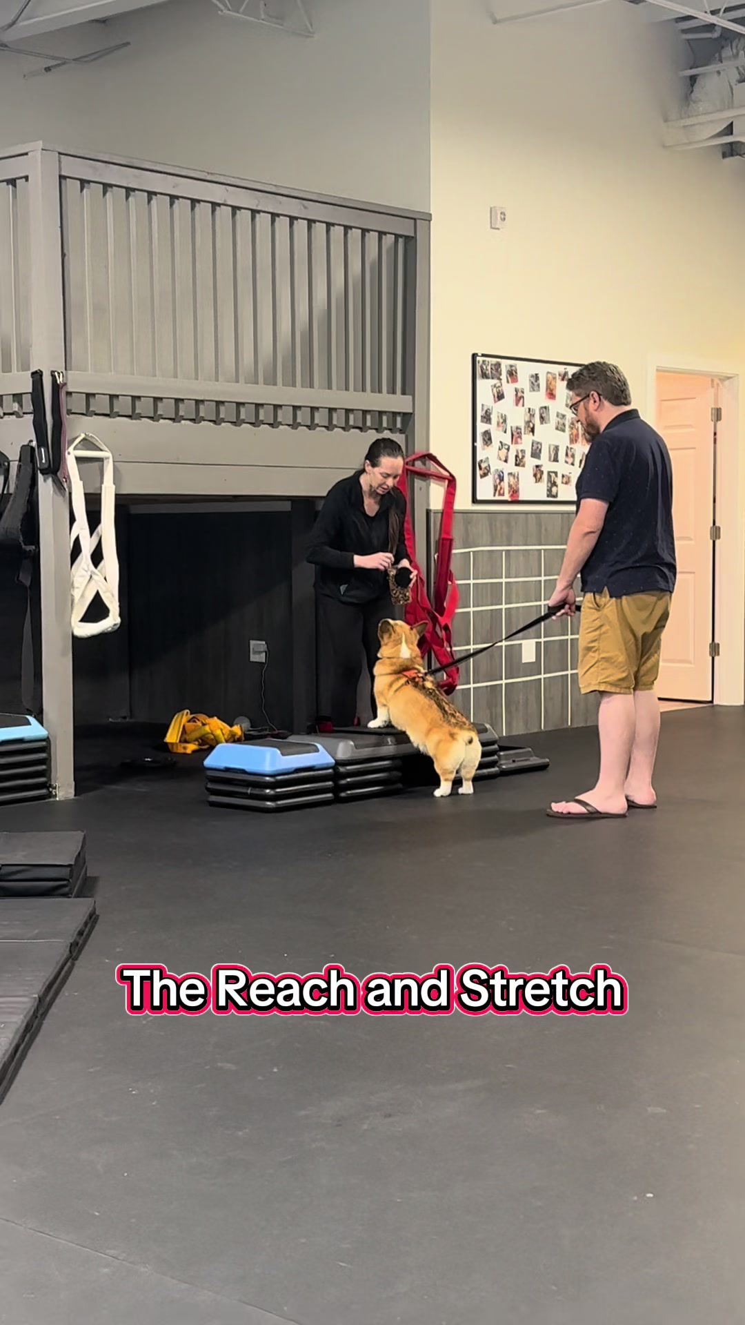 @ArfitDogRehabFitness