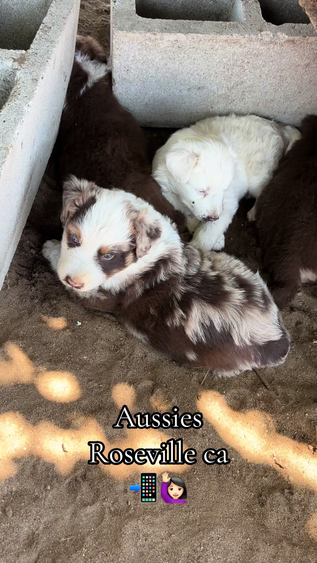 @sacramento__aussies916