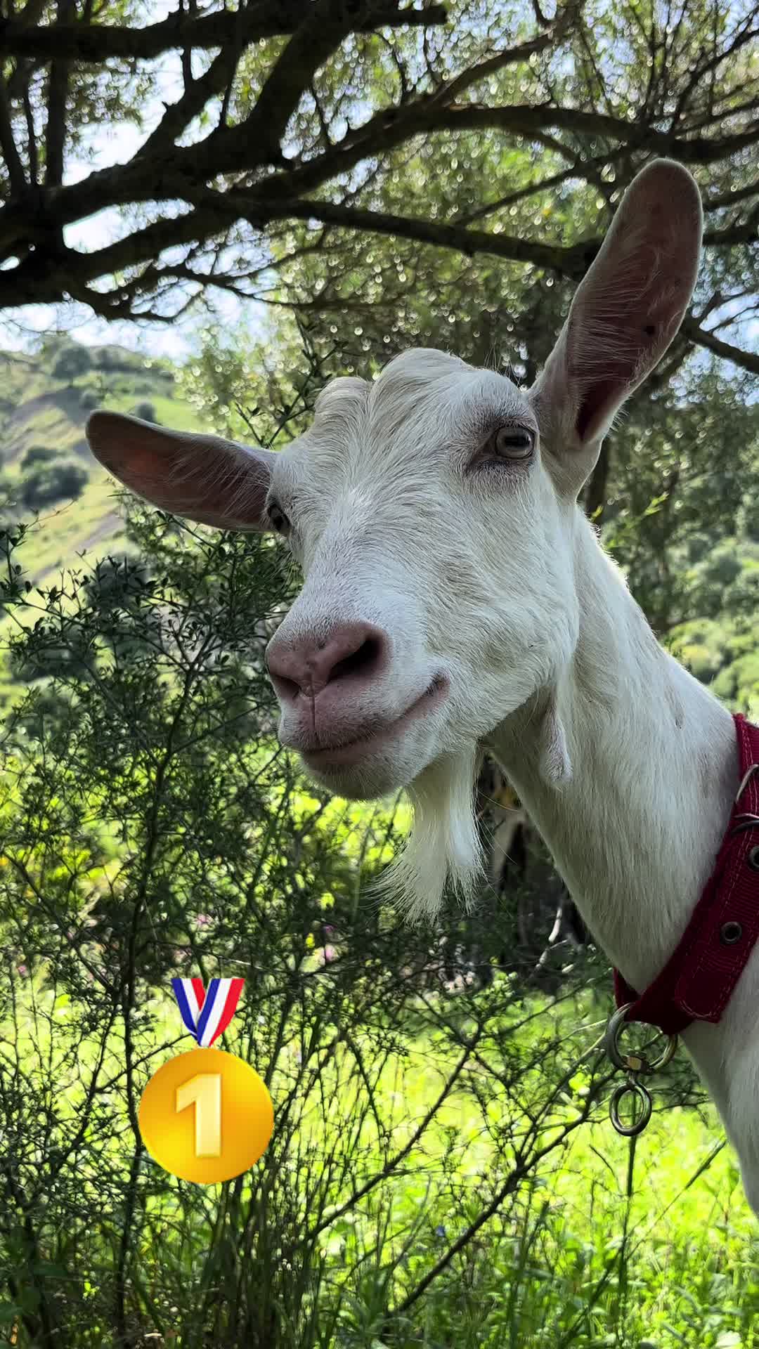 @Goat Farme🐐❤️