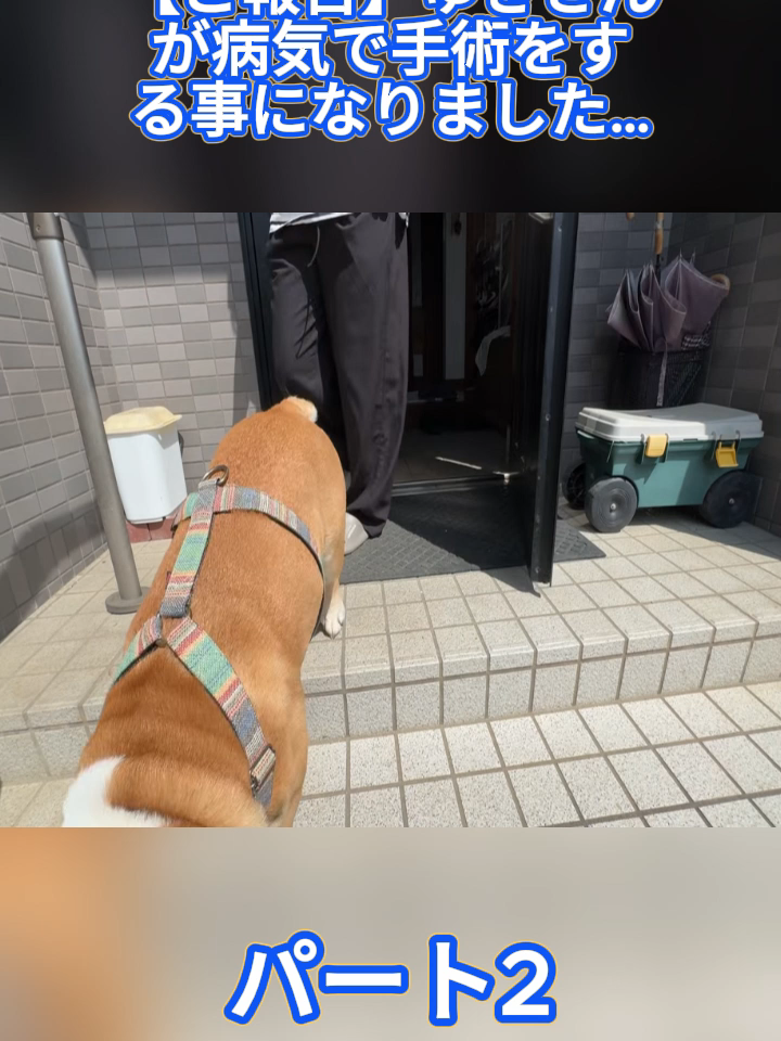 @ブルドッグぶるまるチャンネル Fan