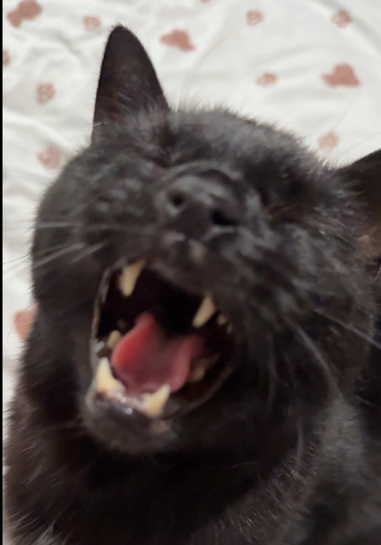 @Teefie_tribe 🐈⬛🐈⬛🐈🦷🦷