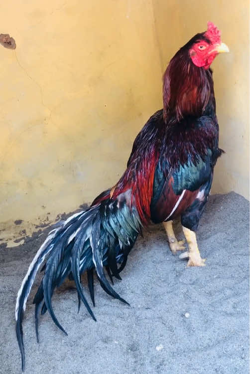 @Poultry Markaz