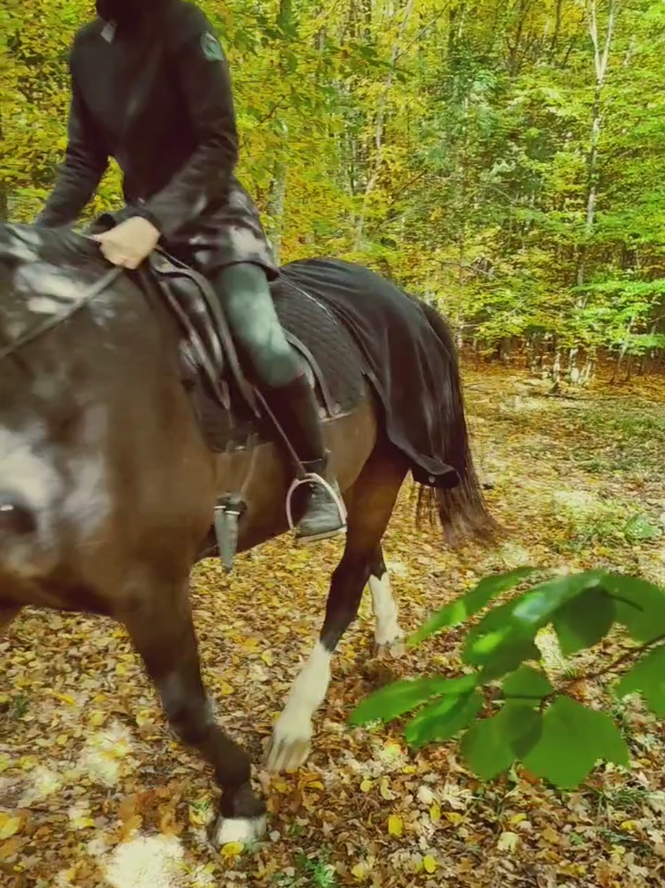 @Die Reitdecke
