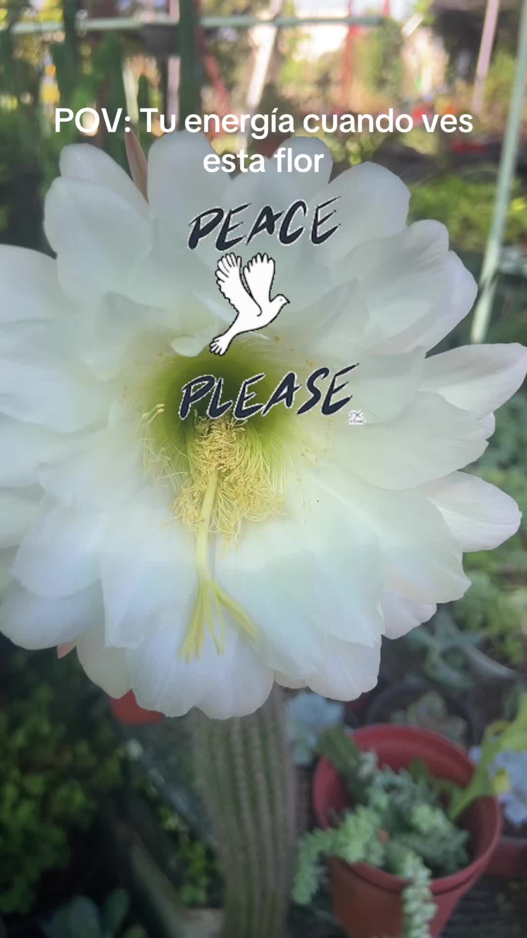 @Maria succulents 🕊️🐚