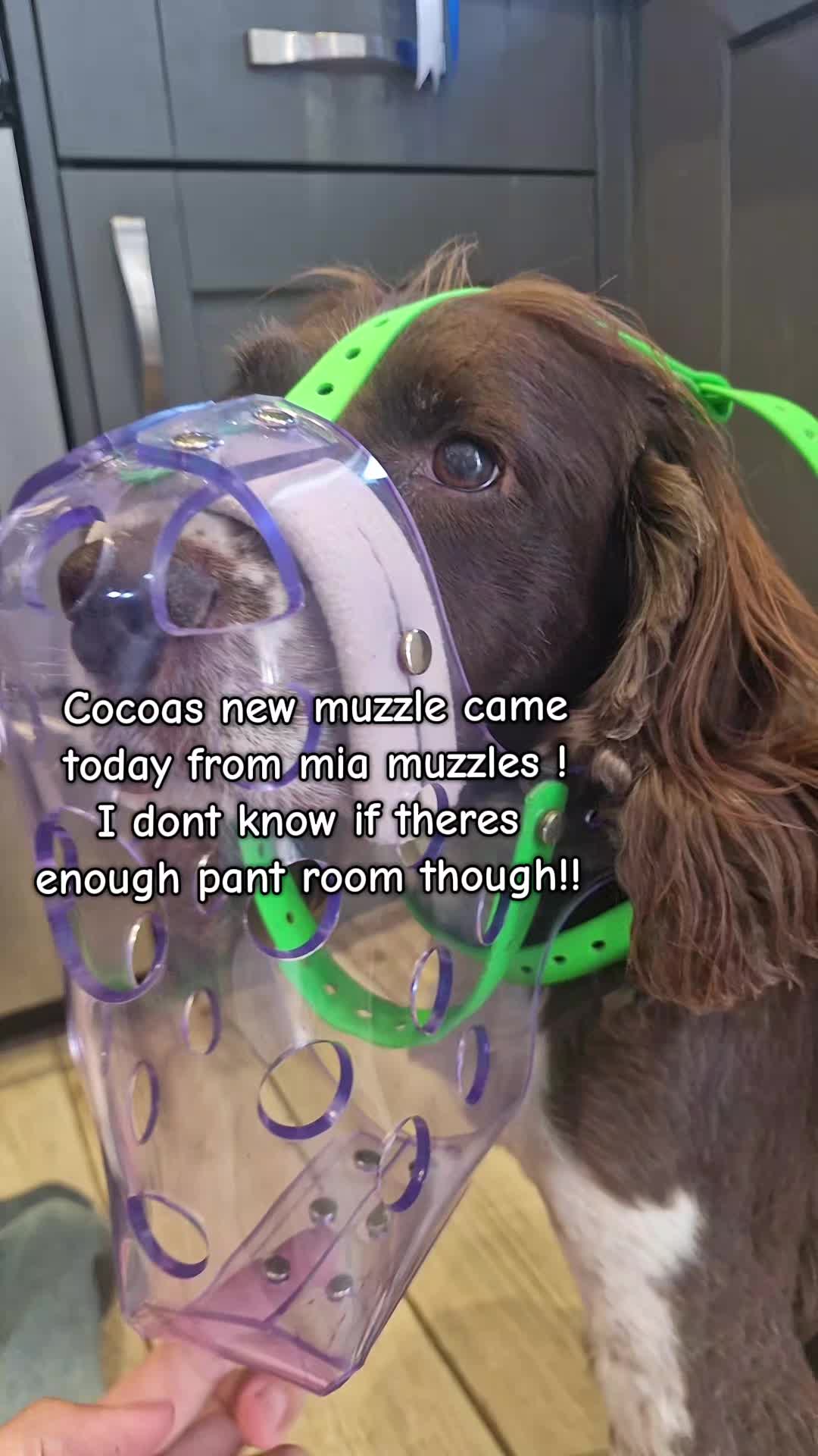 @Cocoa and Forrest 🐕&zwj;🦺🐩