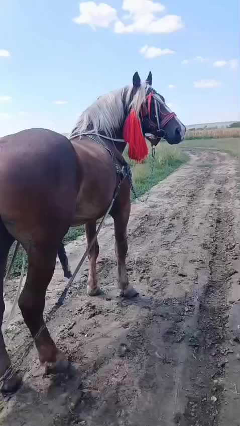 @regele nr 1
