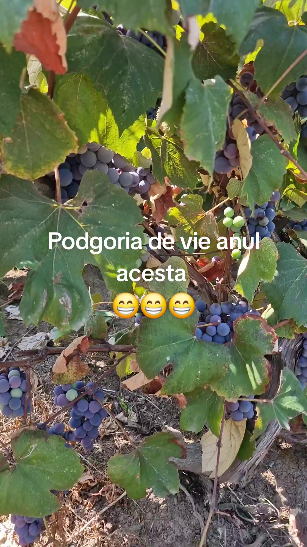@iulianaalistar