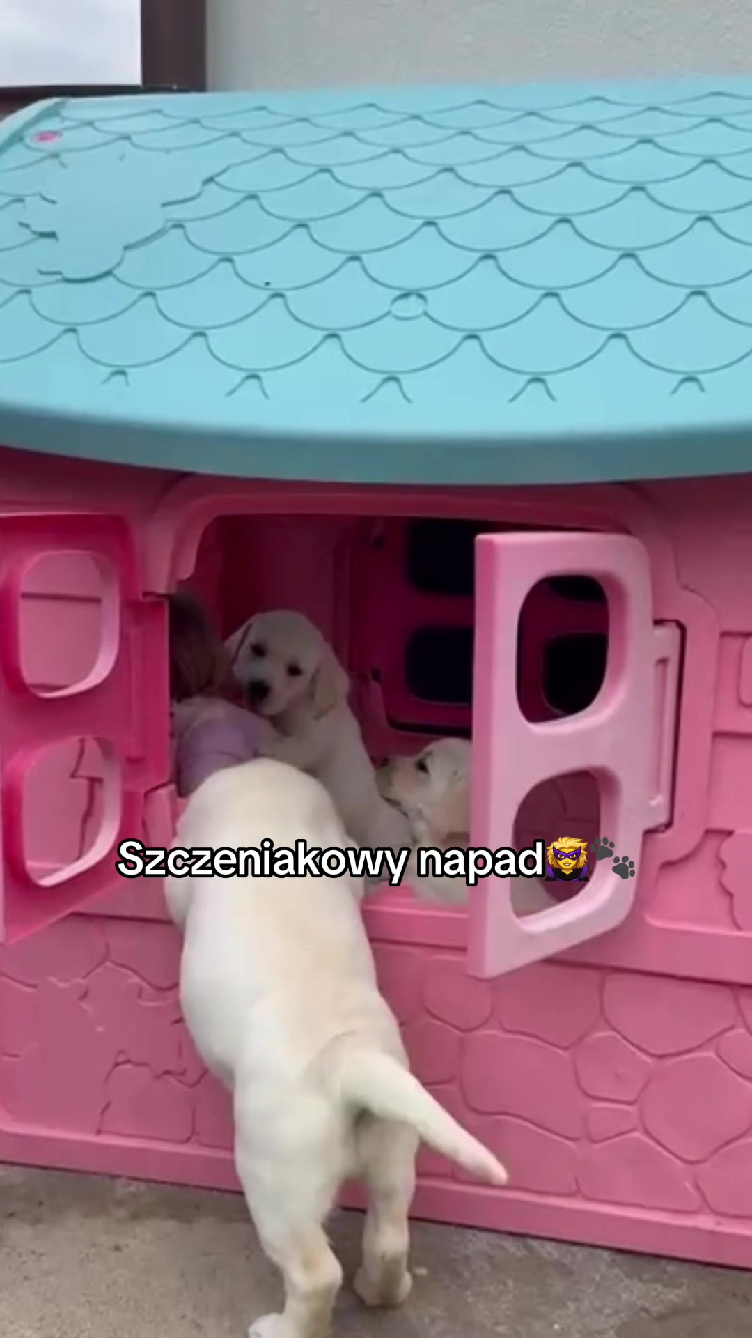 @Moonlife -Labrador Retriever