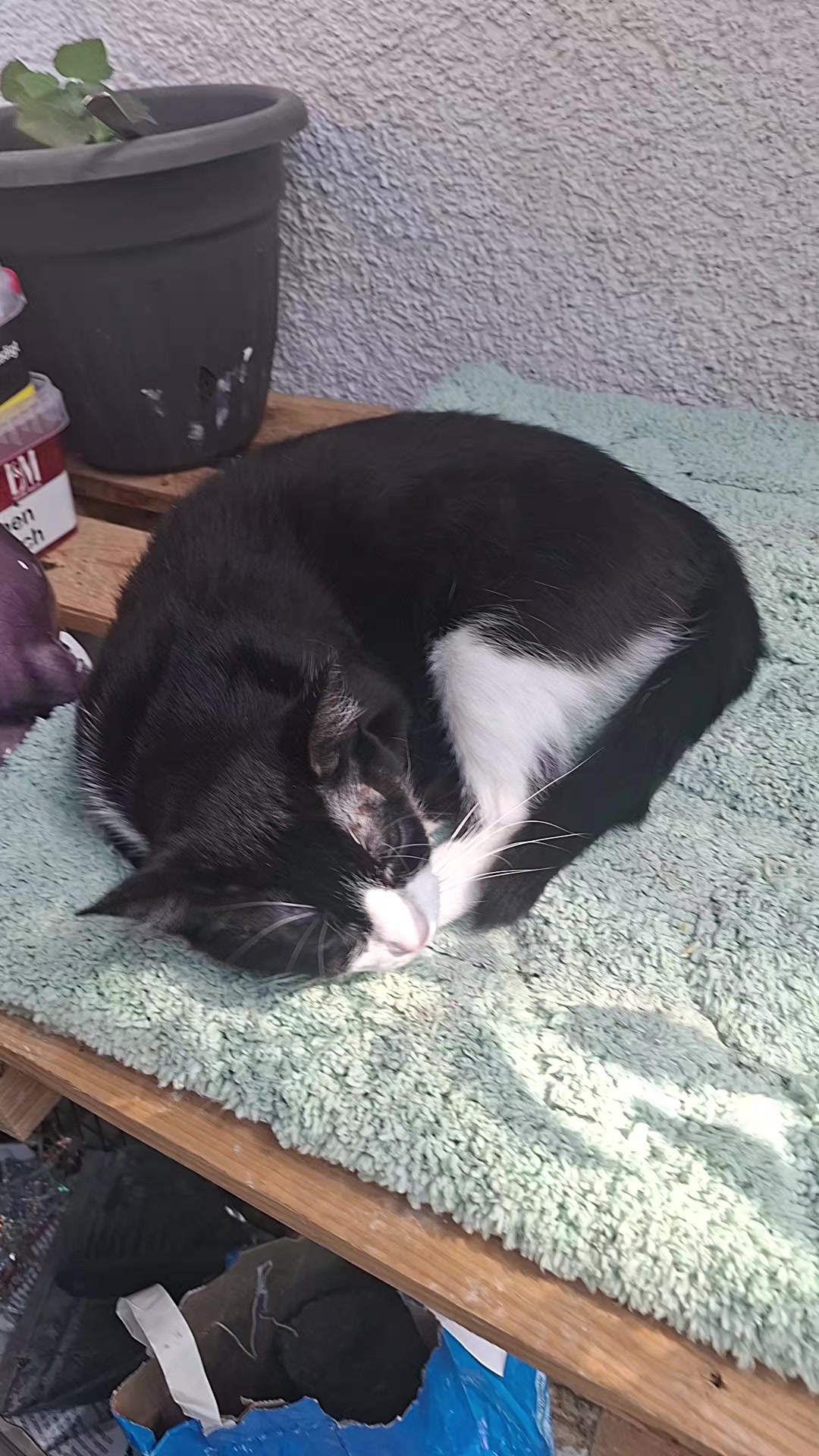 @lilythecat