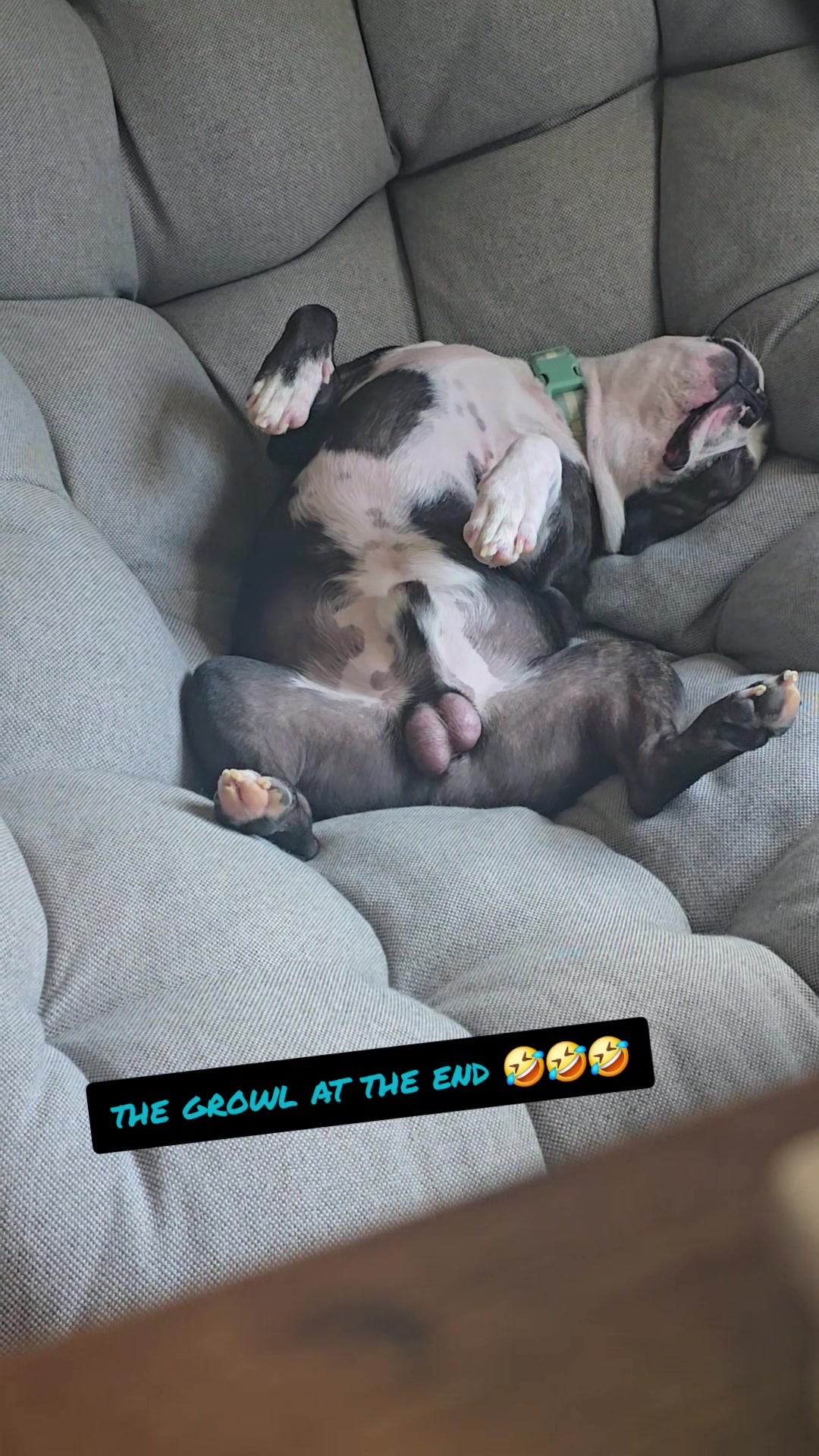 @Sir Leo the Terrier