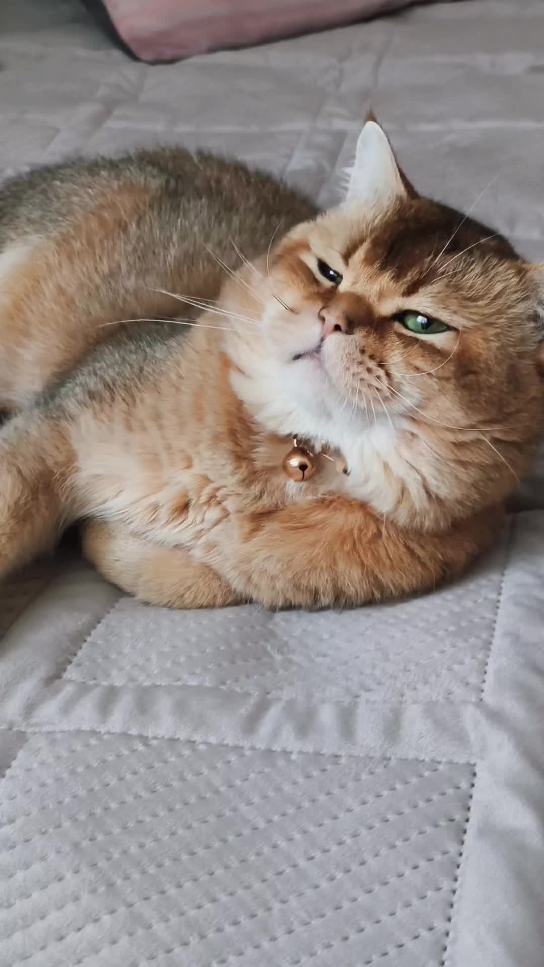 @Кошенята шотландські 😻