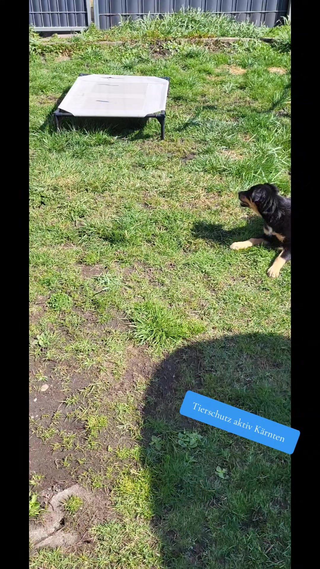 @tierschutz_aktivkaernten