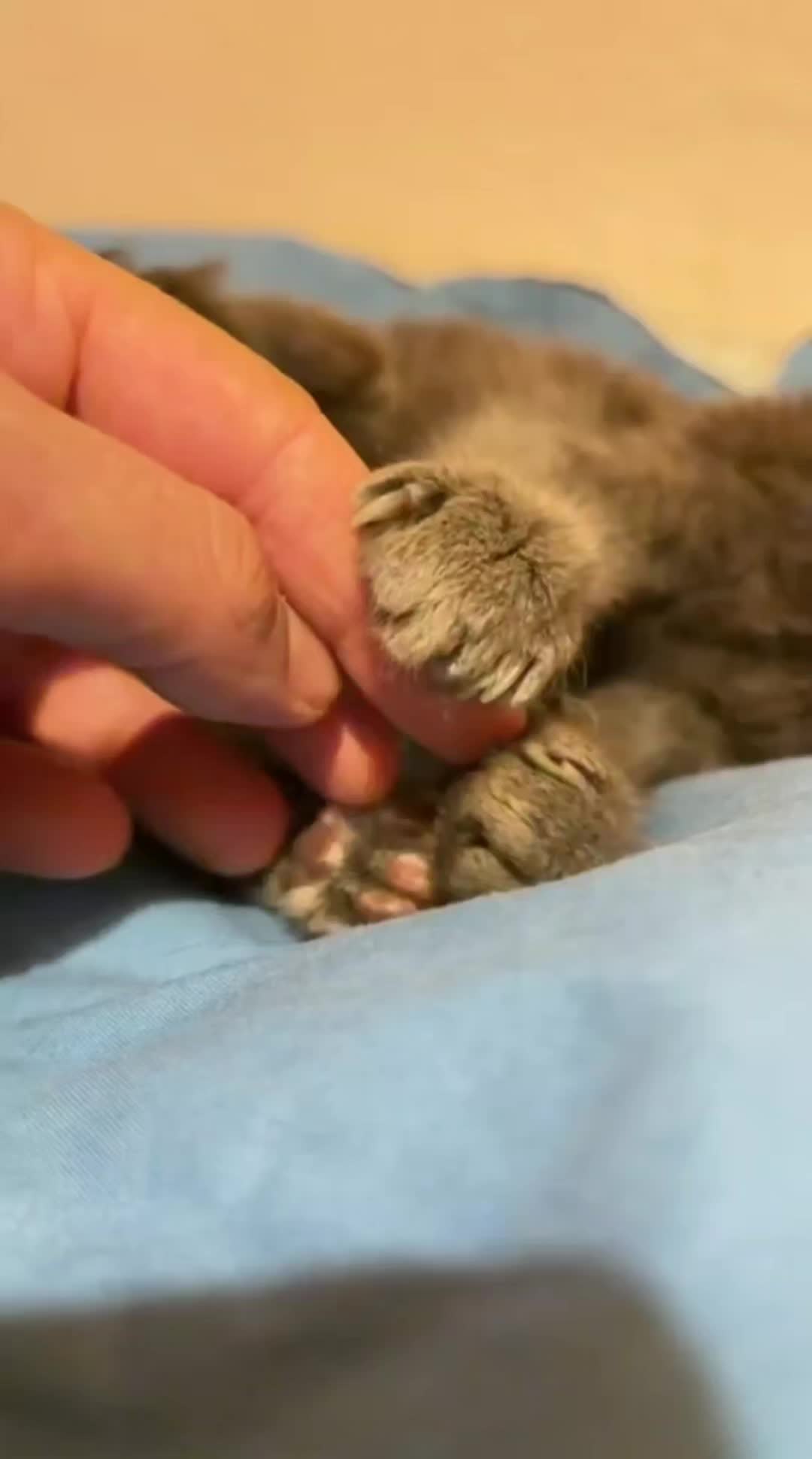 @blu_the_blep
