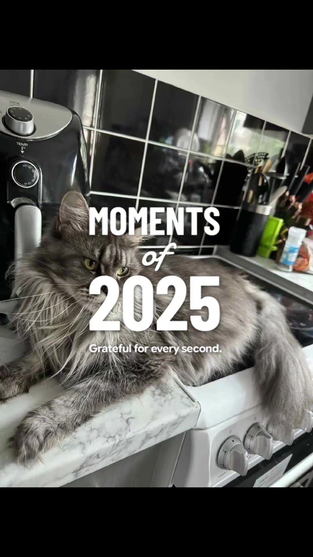 @KARIBRY Maine Coons uk