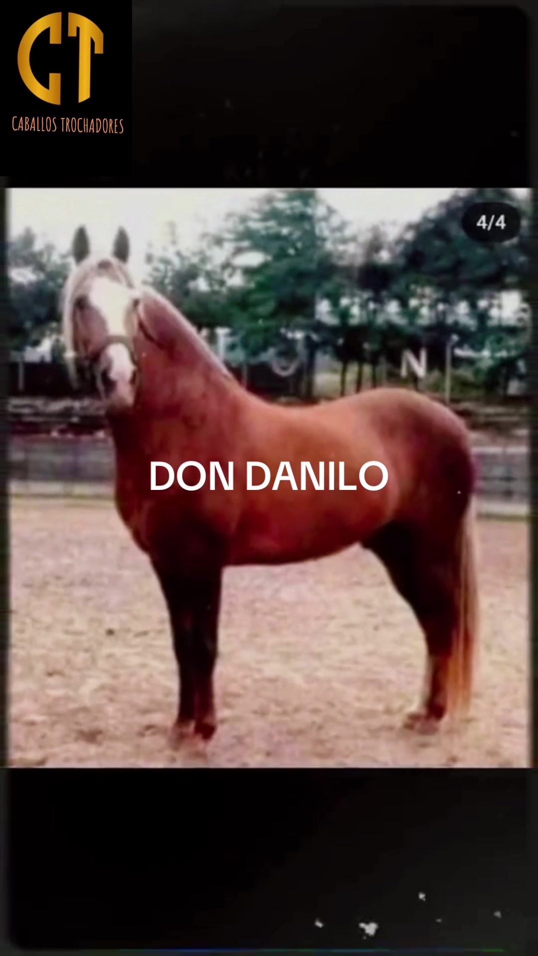 @Caballostrochadores