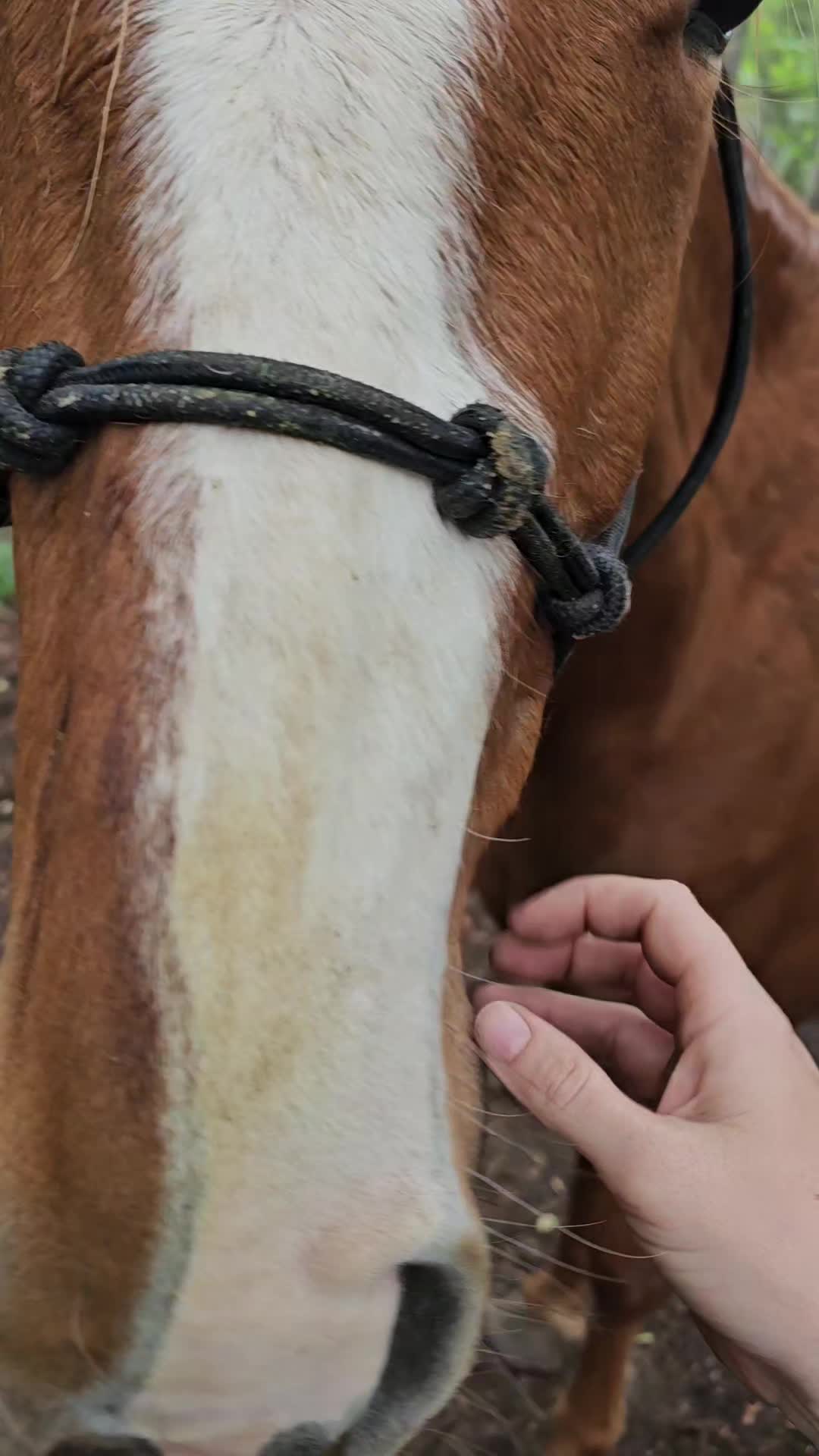 @southerncowgirl