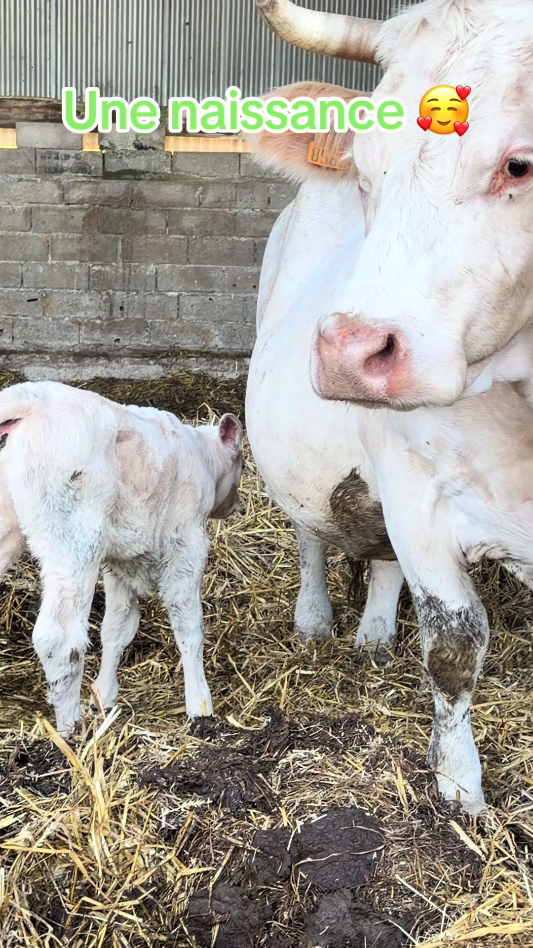 @ᏦᎥᎥᏦᏗᏗ 🌾🚜🐮