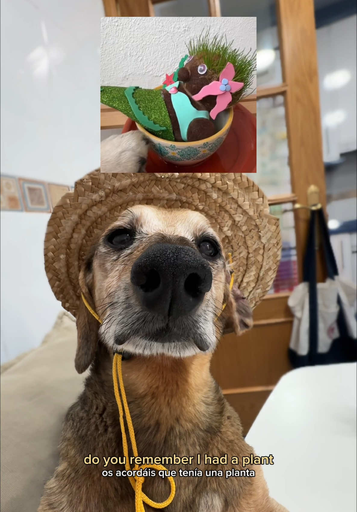 @Lucas The Dog
