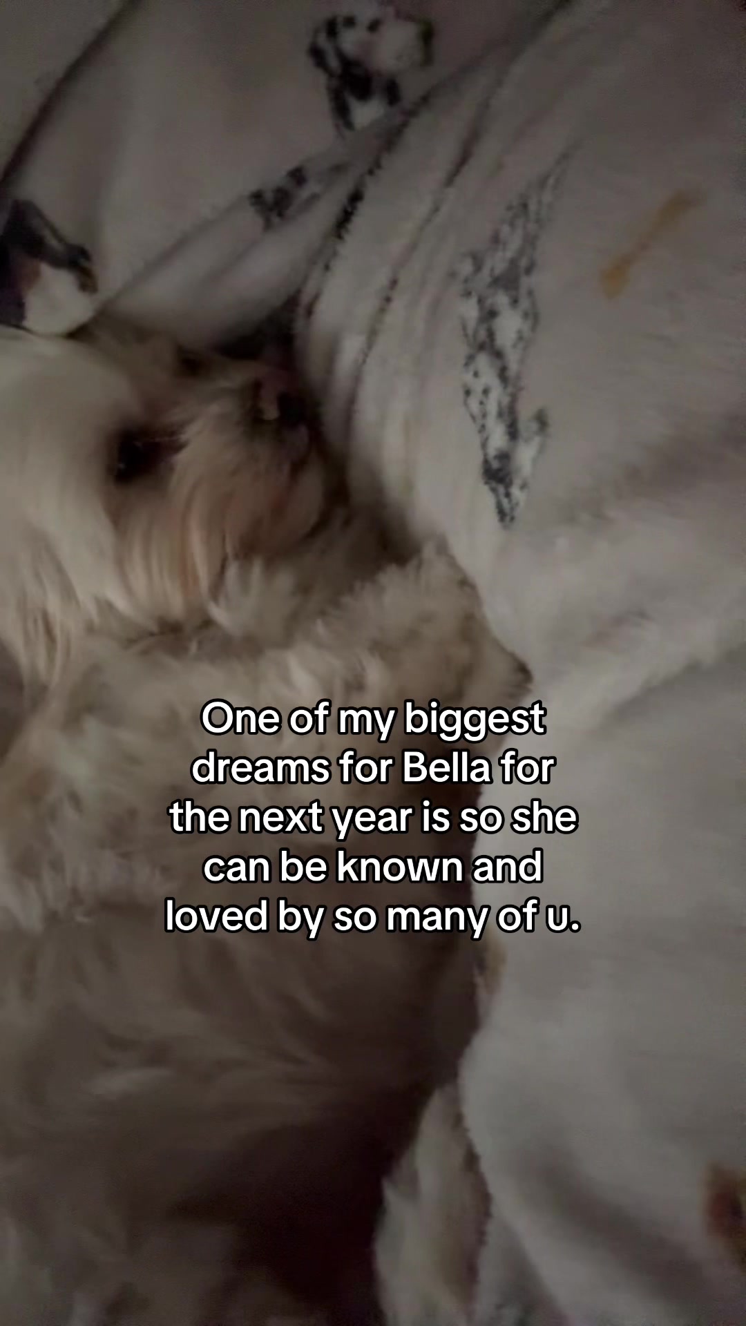 @Bella & Chitzi
