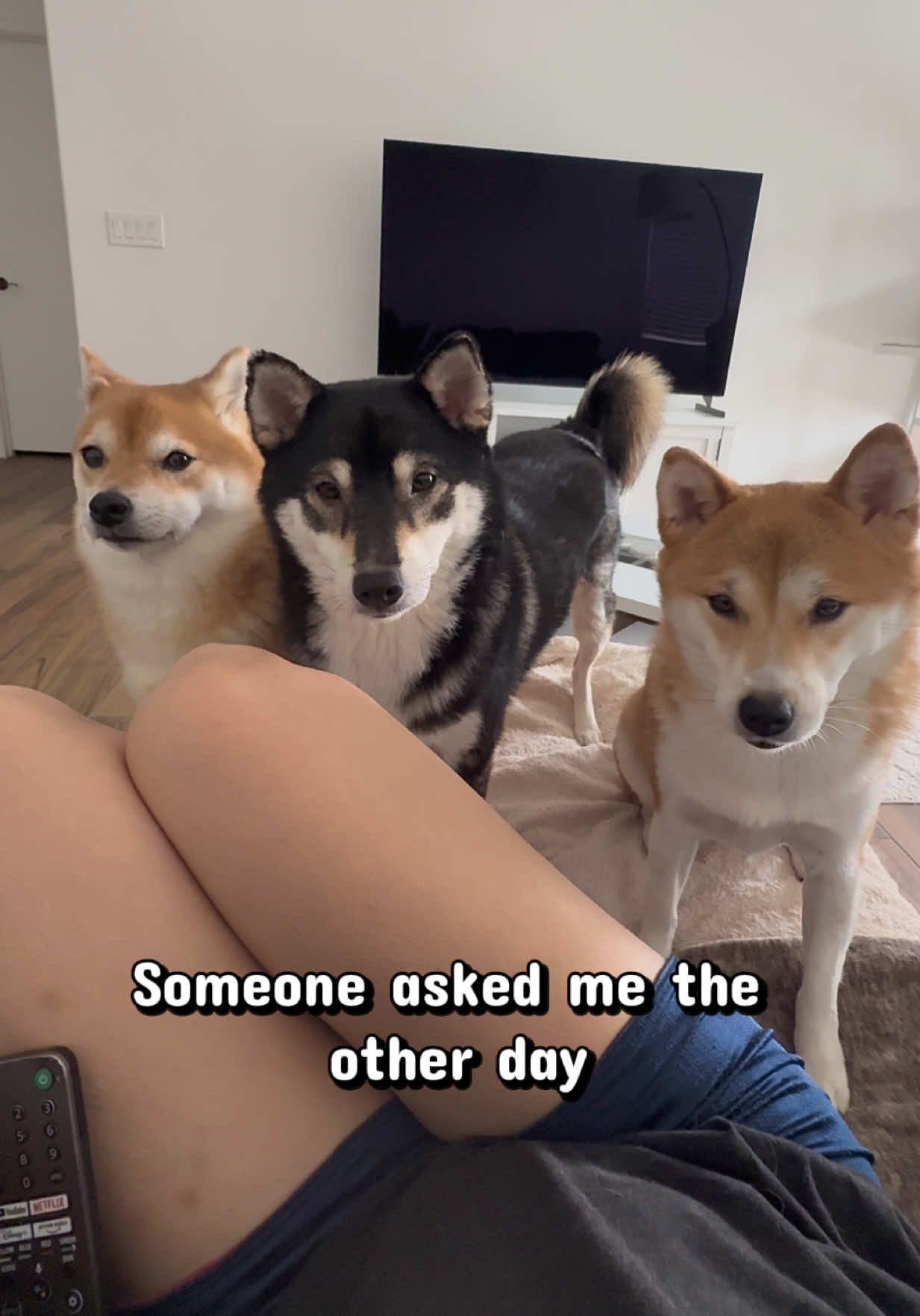 @Flock of Shibas 🐕🐕🐕