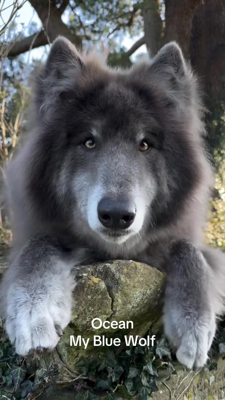 @My Blue Wolf