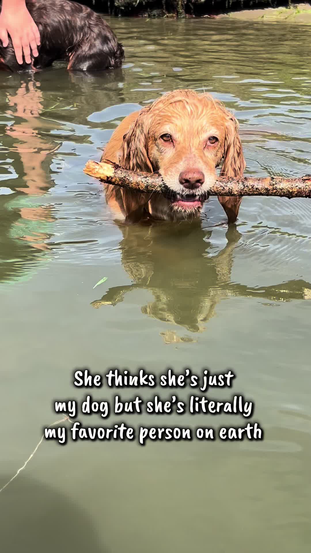 @Pipstar 🐕🦺