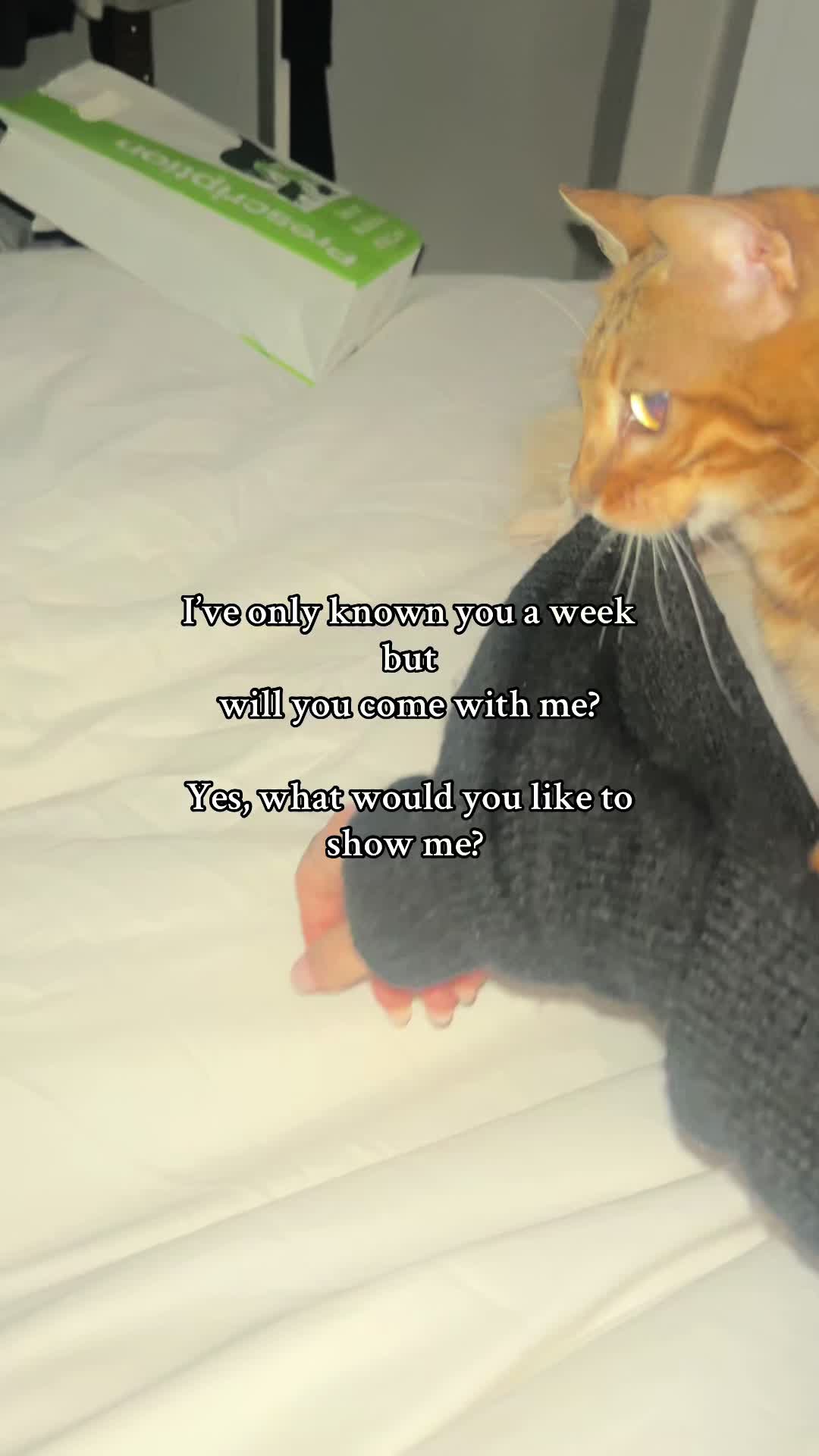 @houseofbengal