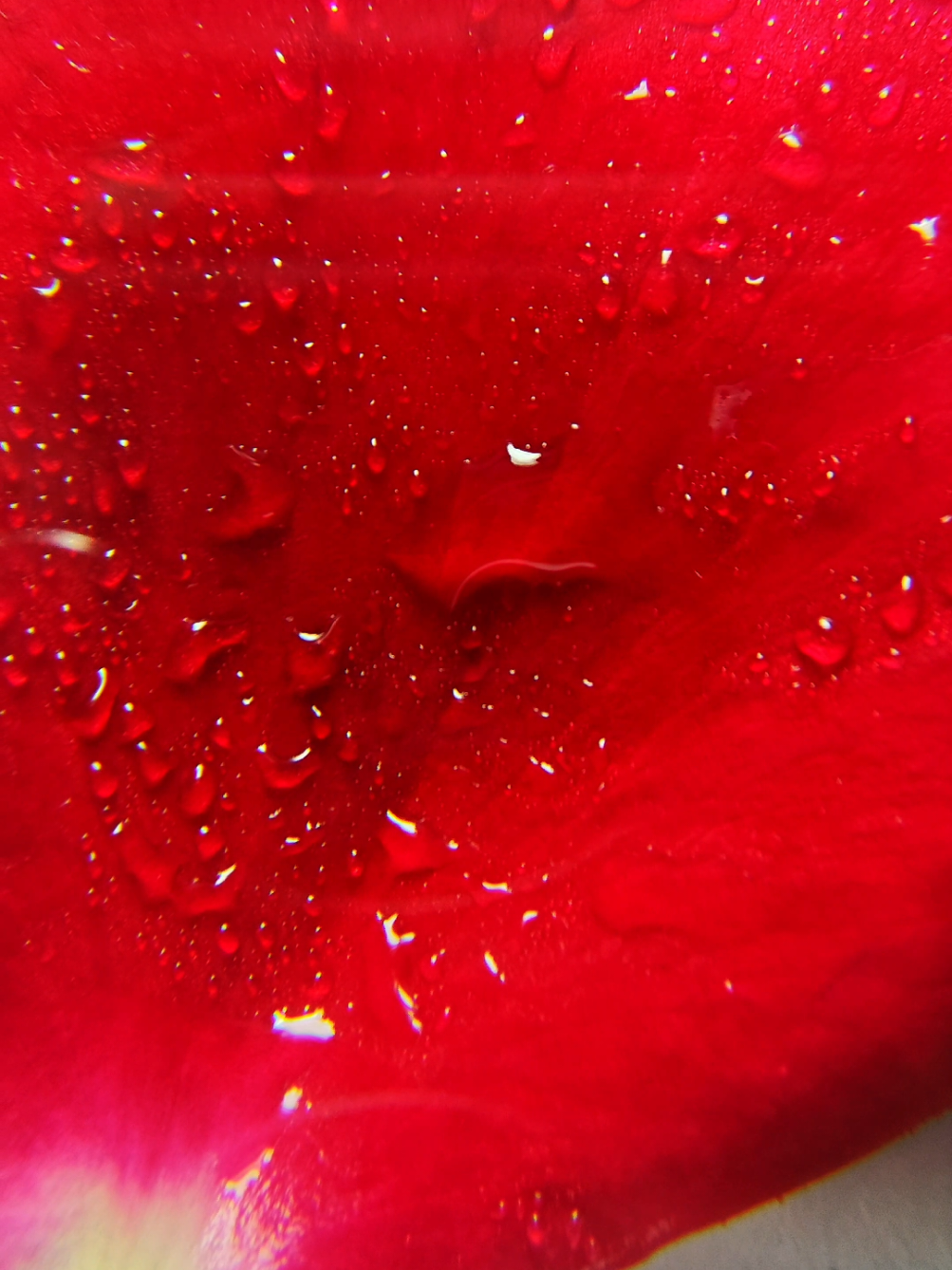 @Arny's Macro Vision