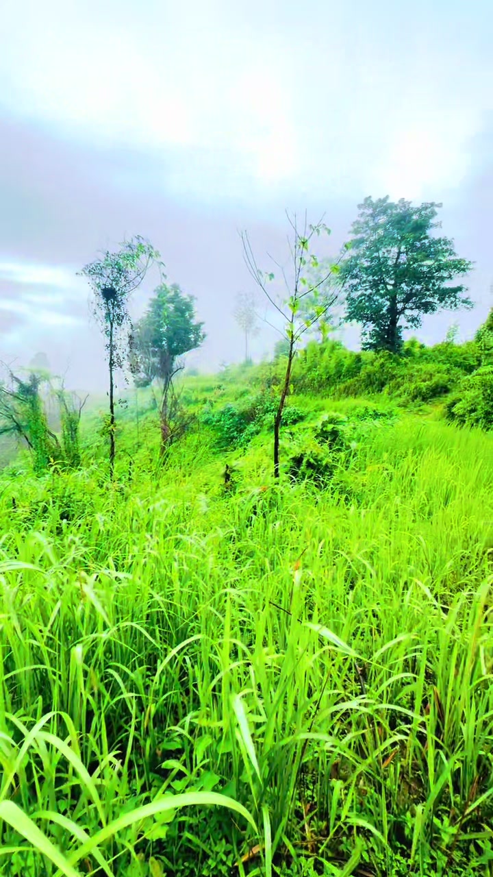 @Gulivai1000
