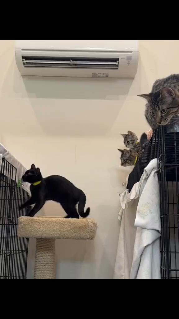 @North Toronto Cat Rescue