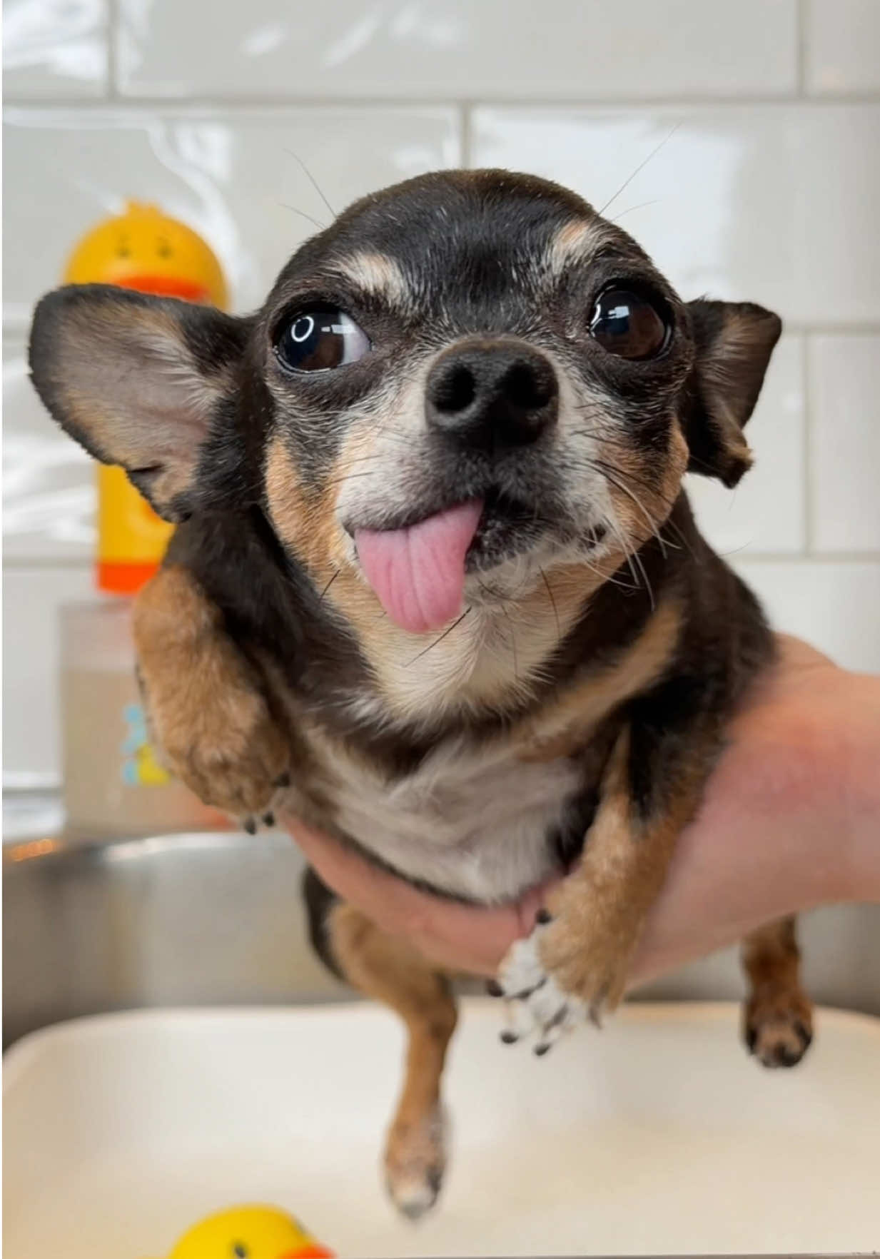 @Tiny Chihuahua Cedric & Maya