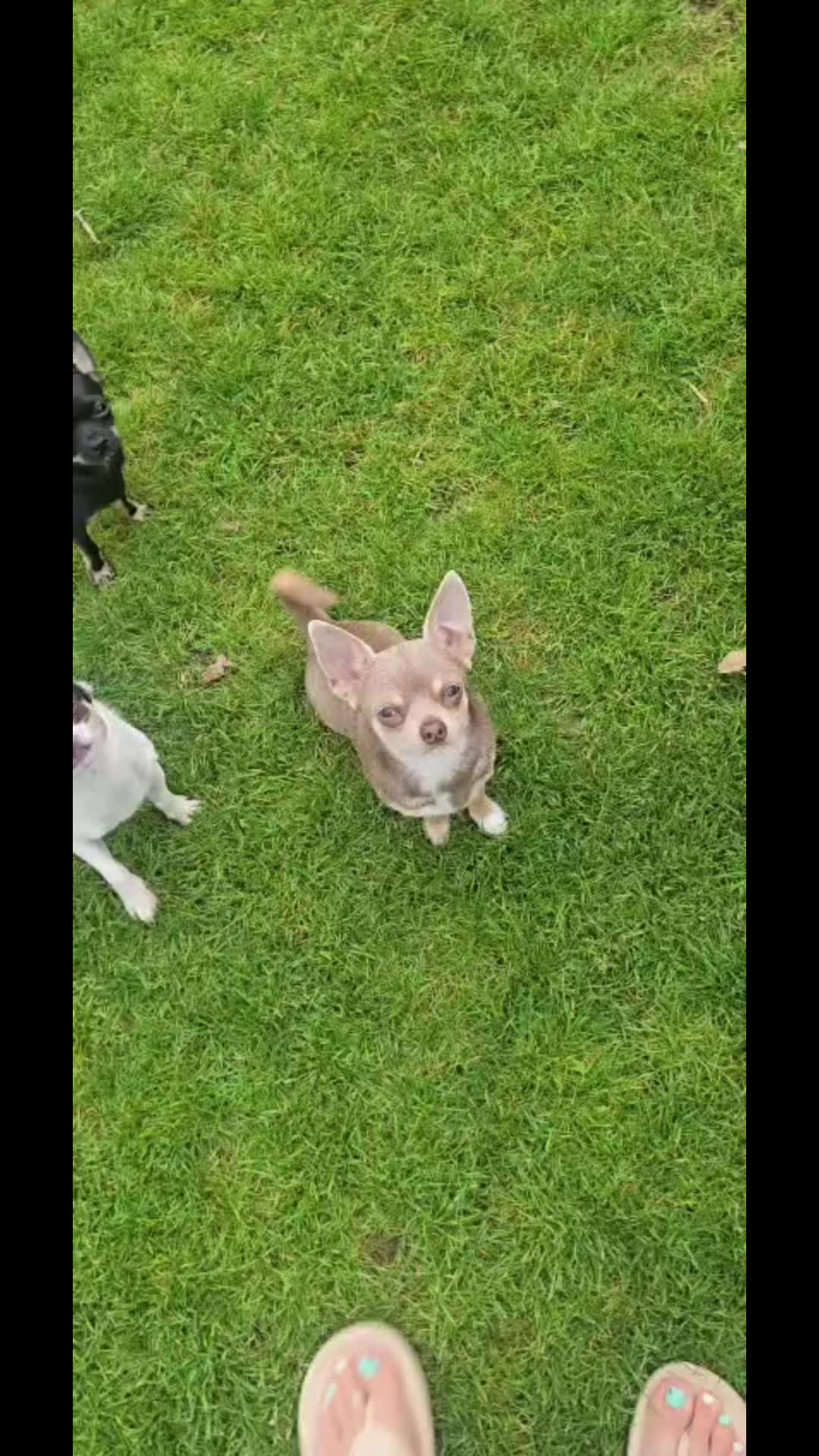 @Suffolk Chihuahuas