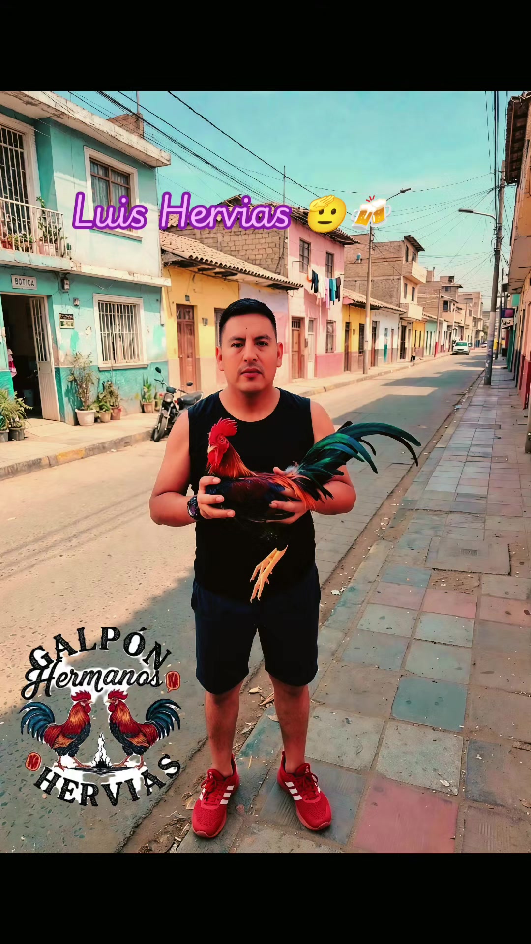 @GALLOS FINOS