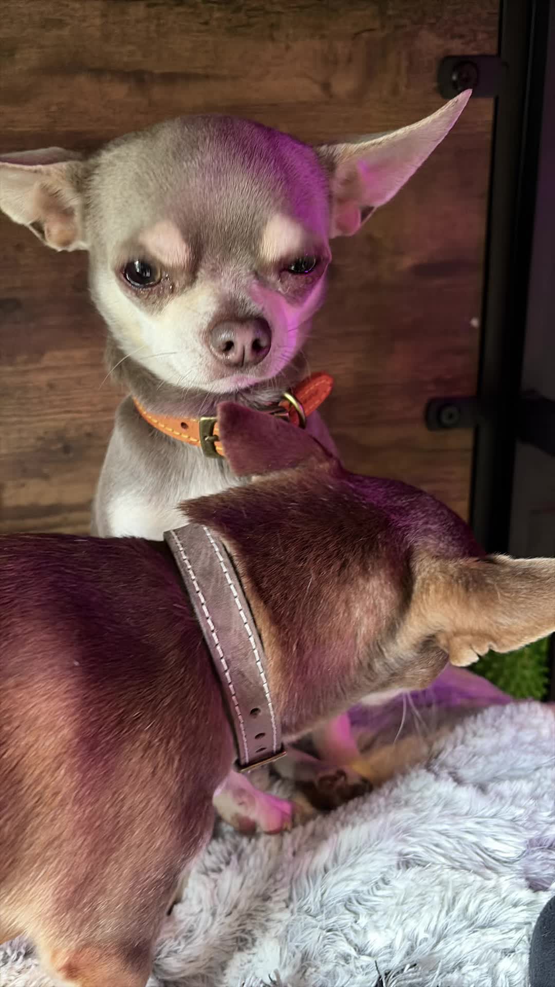 @Suffolk Chihuahuas