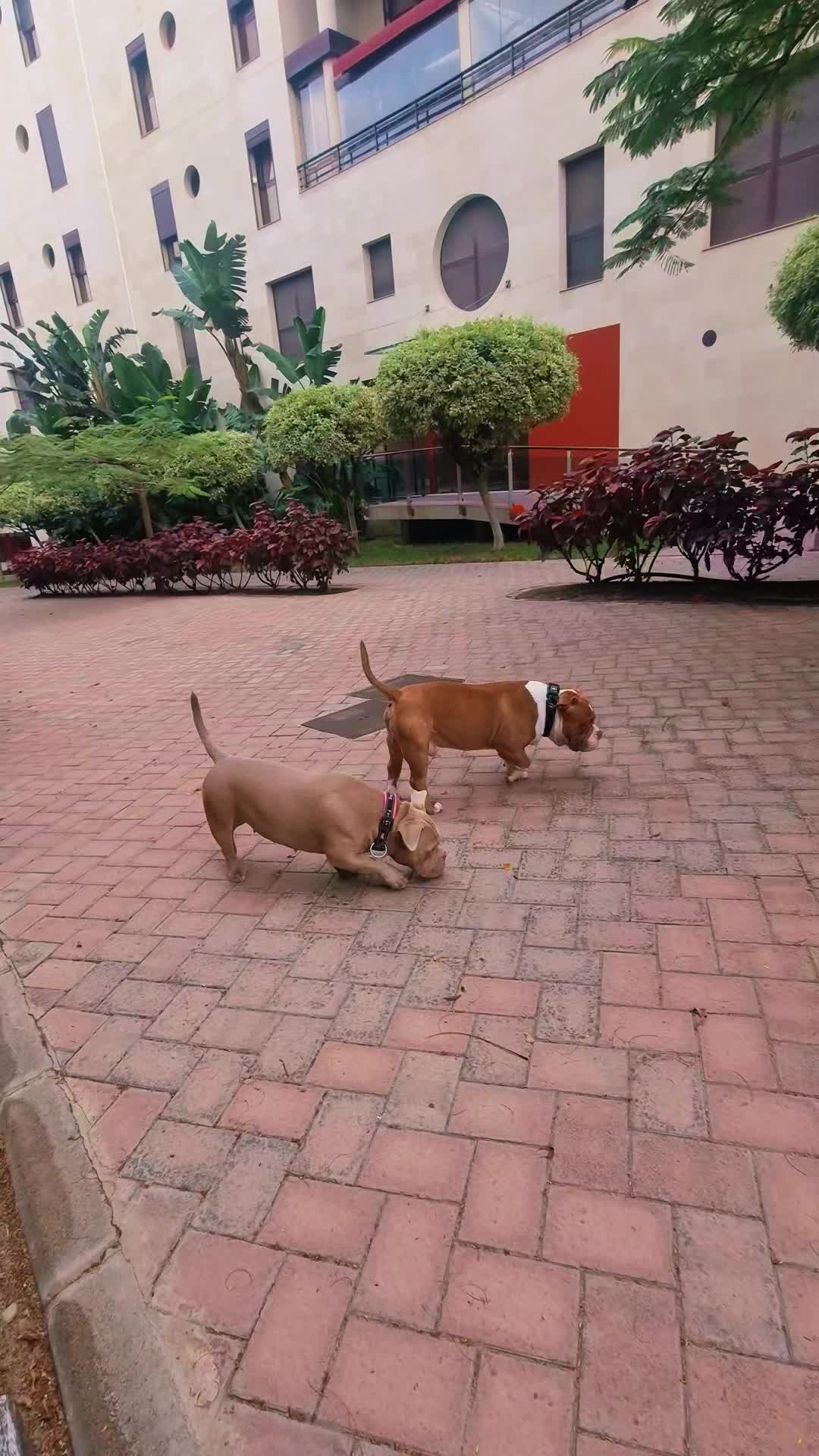 @Americanbully.Boyka
