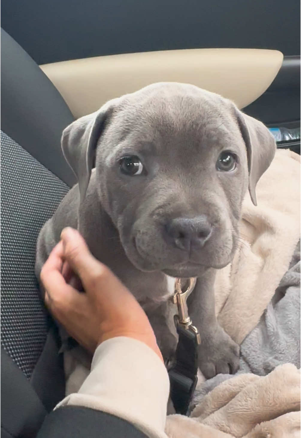 @Zeus the Blue Staffy⚡️