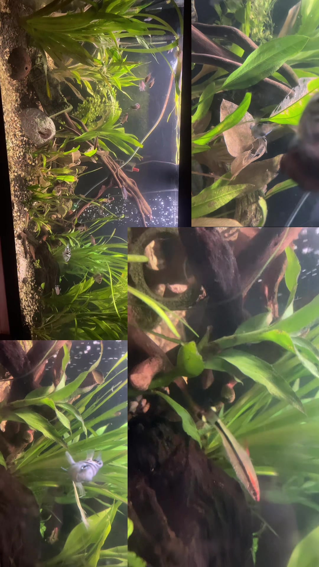 @CRBaquatics