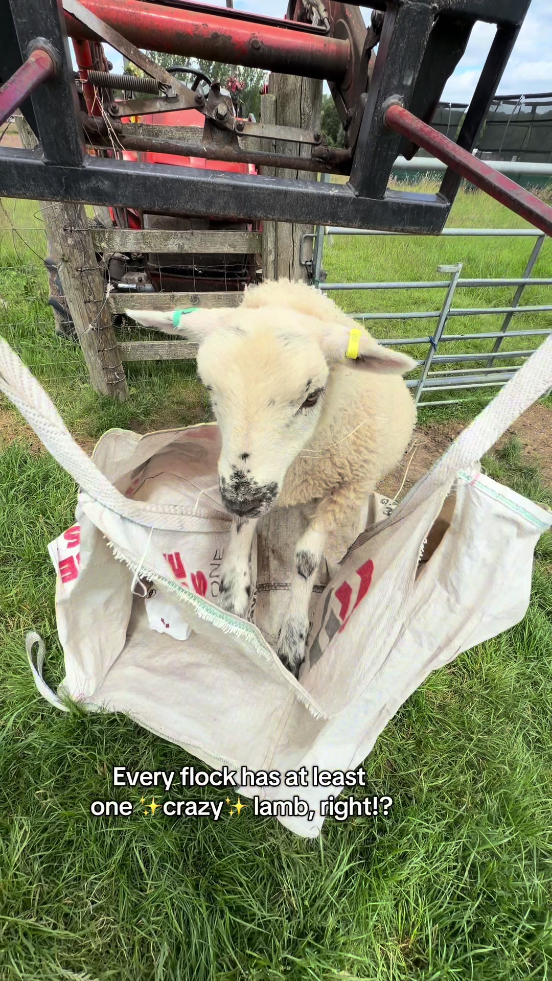@Amy🐑🚜