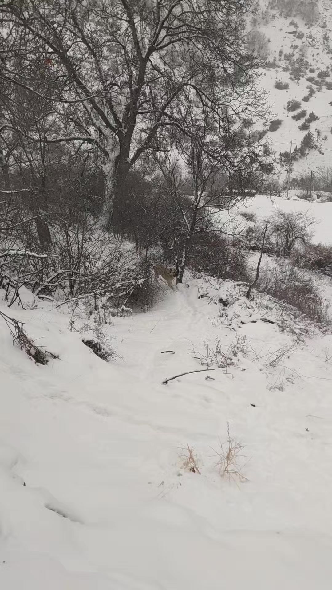 @PALA 25🐺