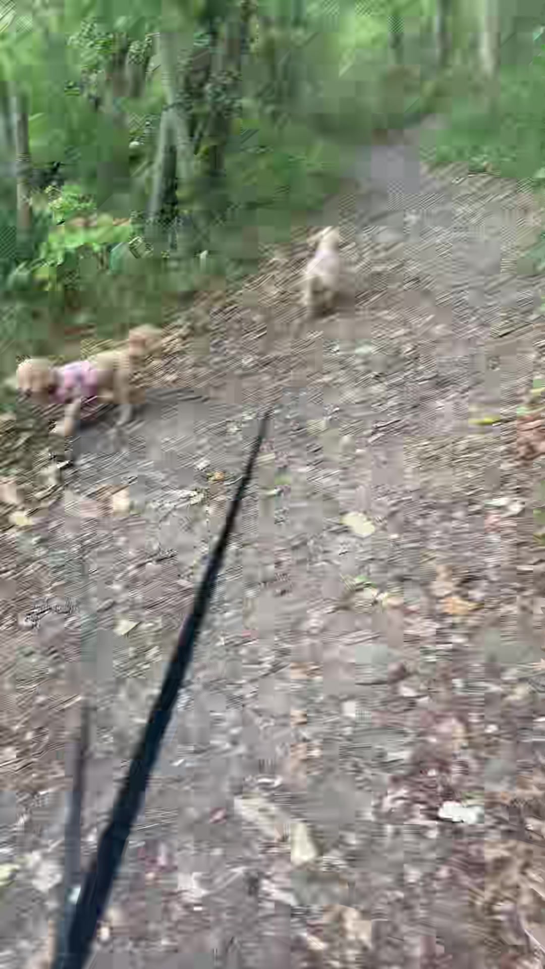 @tswoofwoof.co.uk