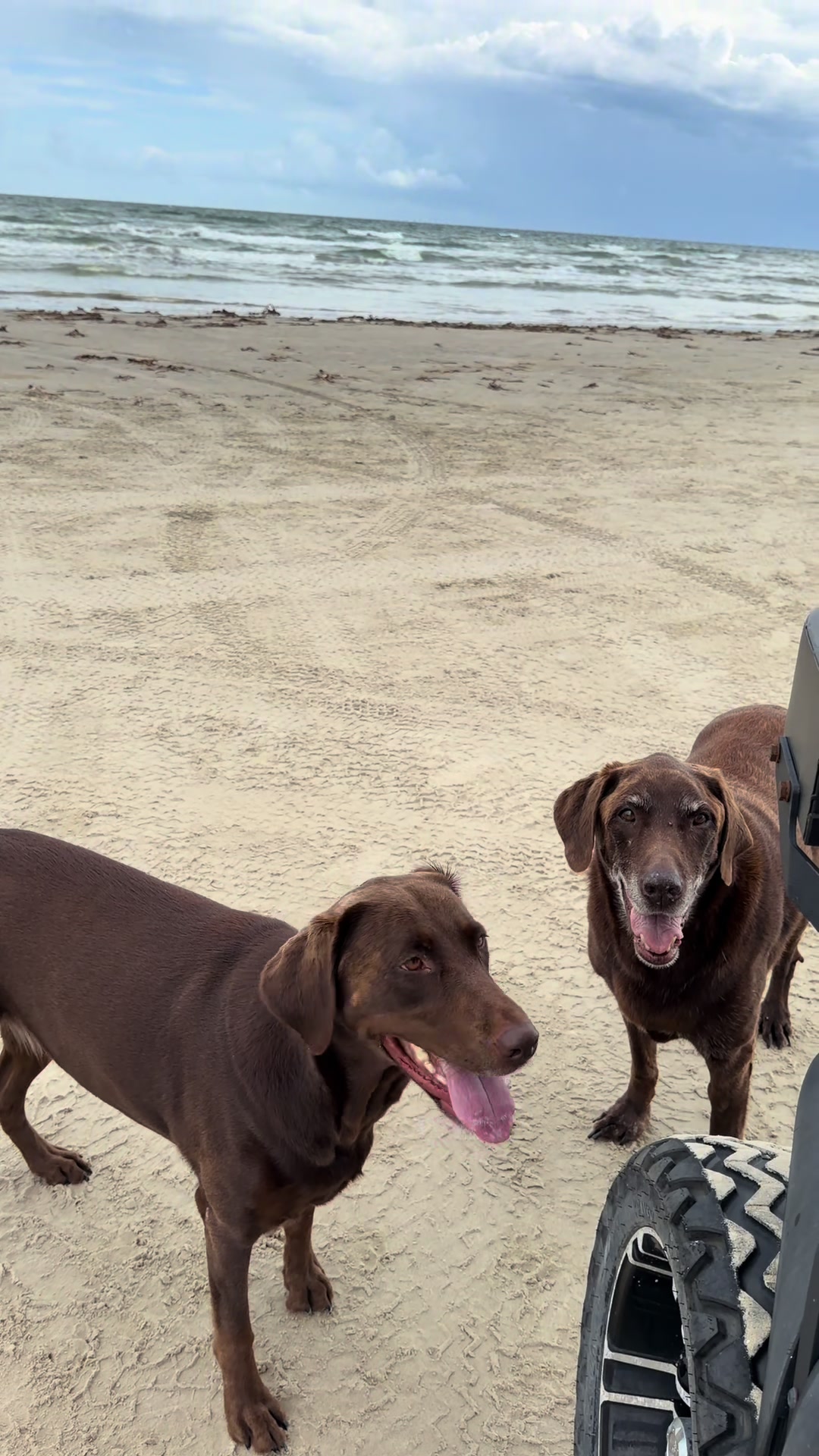 @Roman The Beach 🐾
